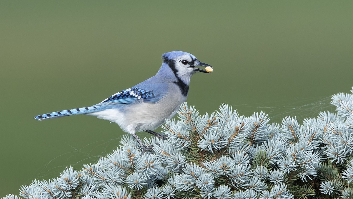 Blue Jay - ML488402821