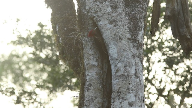 Helmeted Woodpecker - ML488403