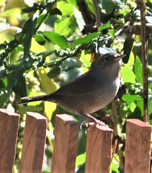 Northern House Wren - ML488403091
