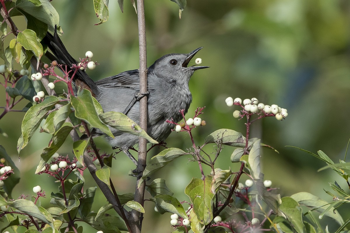 Gray Catbird - ML488403451