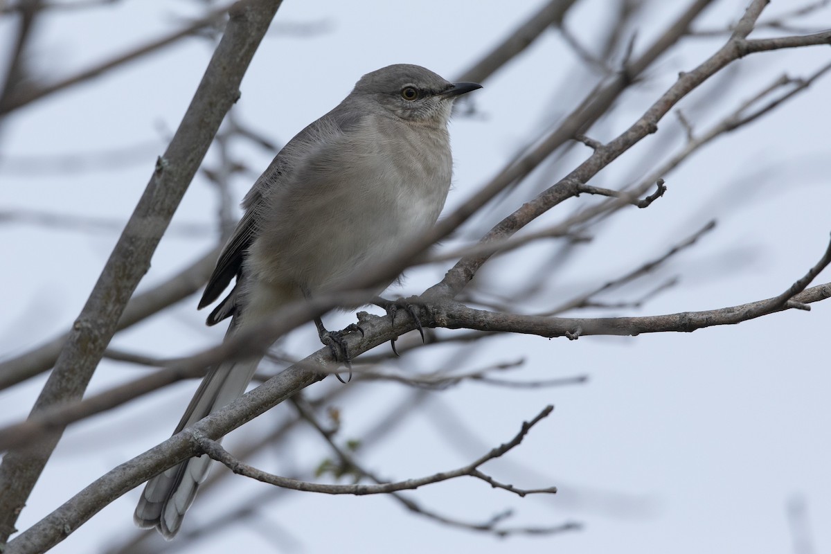 Northern Mockingbird - ML488403691