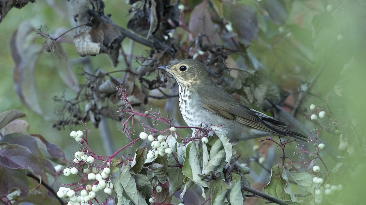 Swainson's Thrush - ML488403891