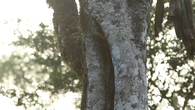 White-throated Woodcreeper - ML488404