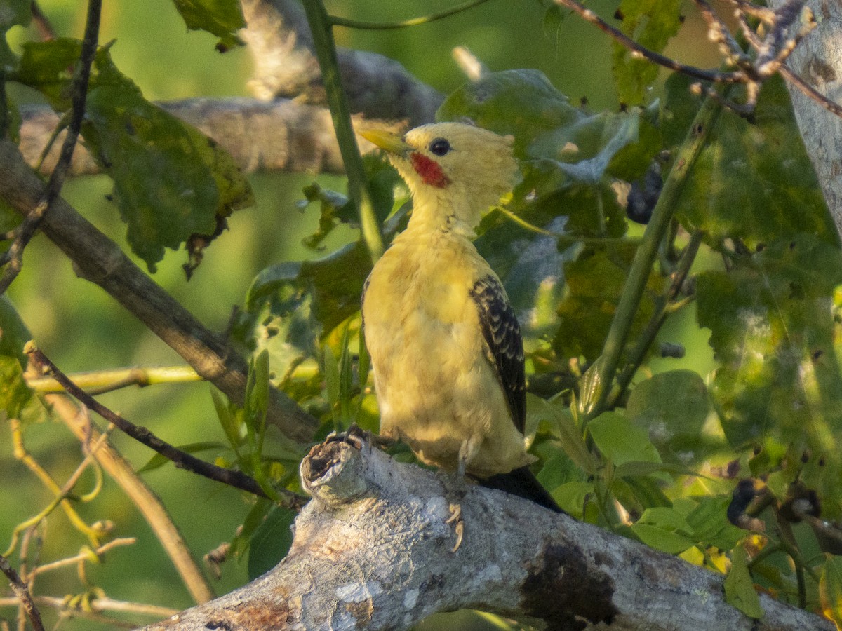 Cream-colored Woodpecker - ML488404091