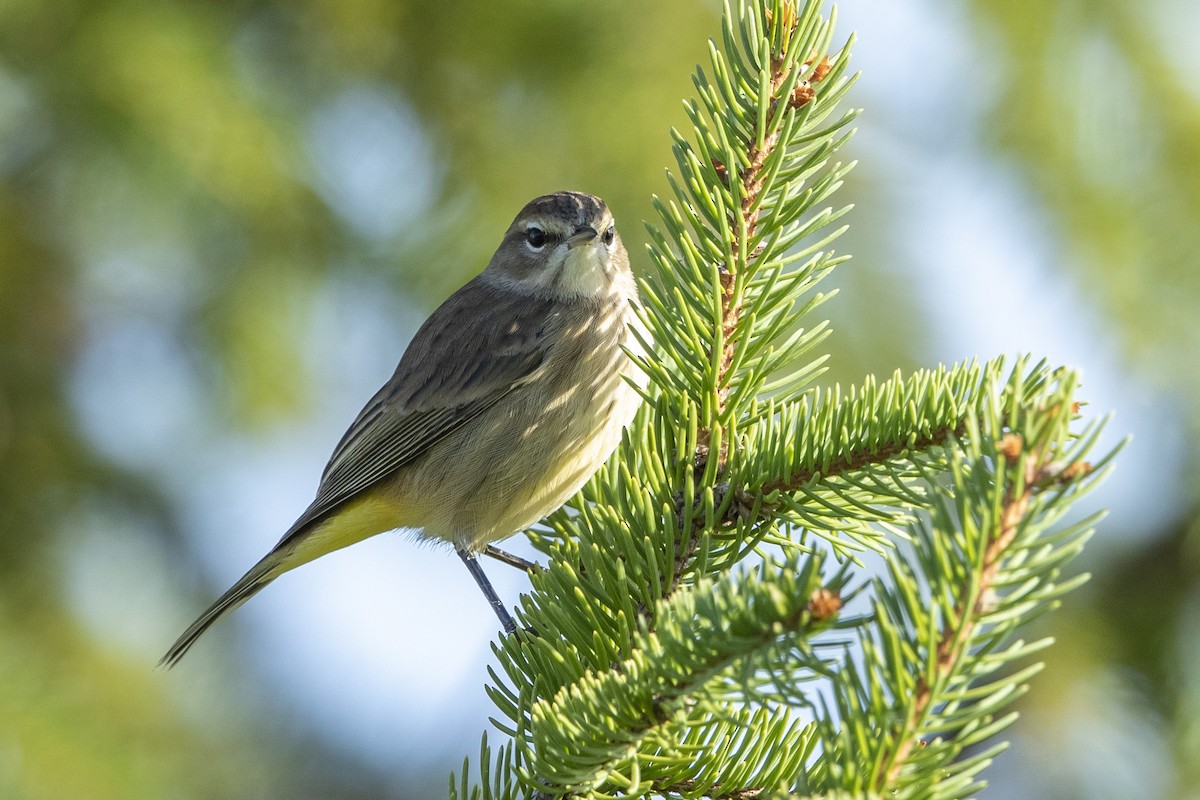 Palm Warbler - ML488404611