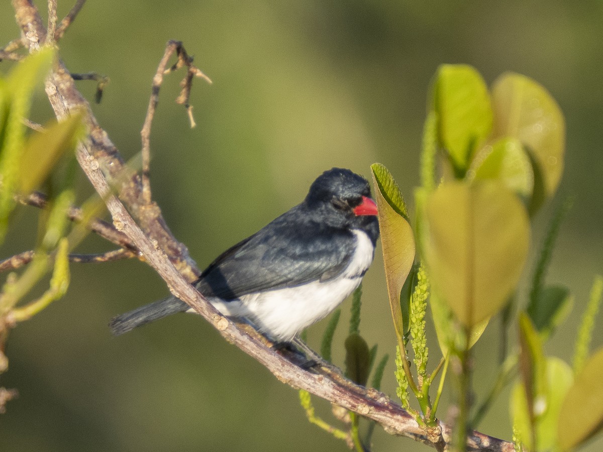Red-billed Pied Tanager - ML488404791