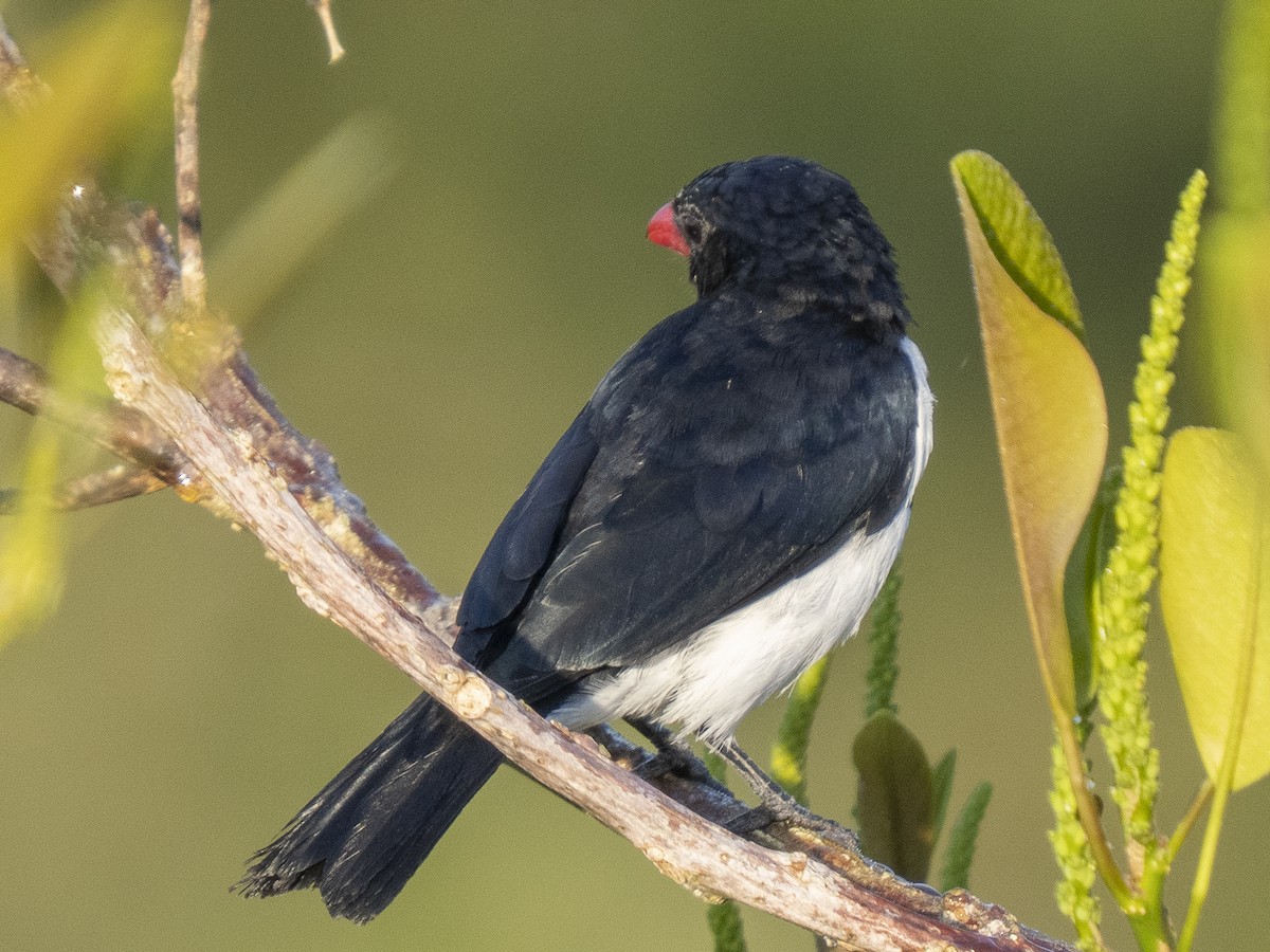 Red-billed Pied Tanager - ML488404801