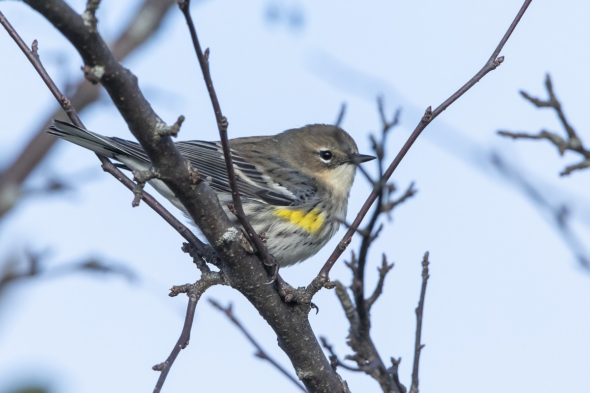 Yellow-rumped Warbler - ML488404831