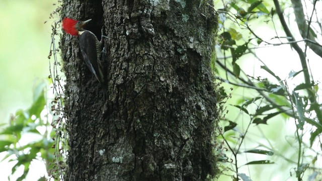 Helmeted Woodpecker - ML488405