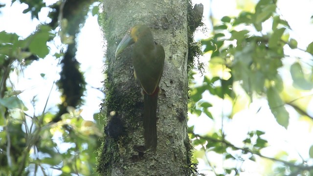 Saffron Toucanet - ML488407