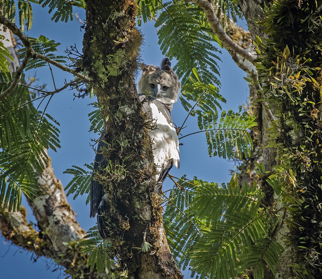 Harpy Eagle - ML488407881