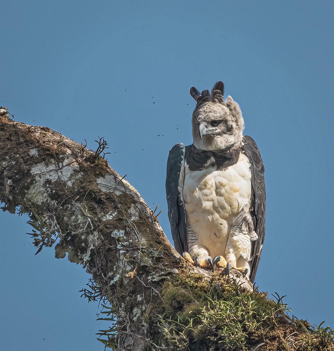 Harpy Eagle - ML488407891