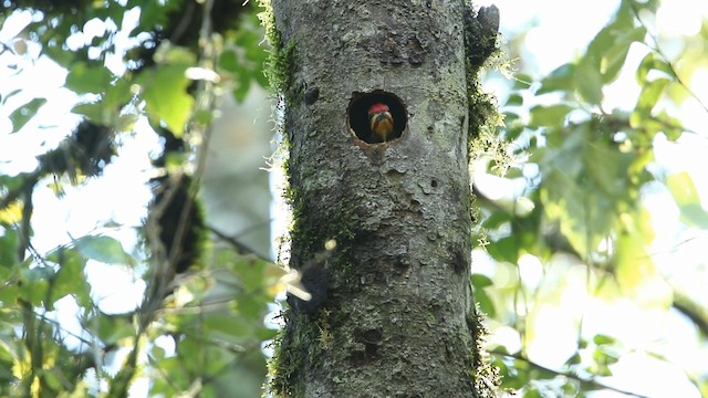 White-browed Woodpecker - ML488408