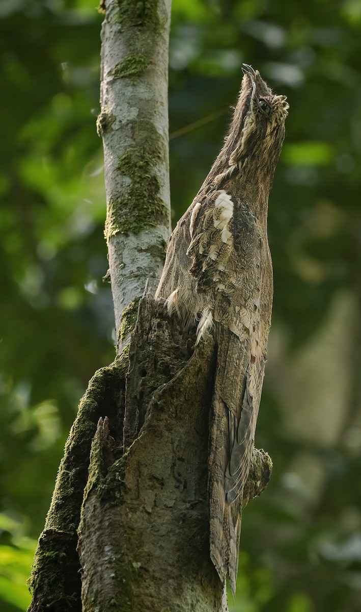 Long-tailed Potoo - ML488408041
