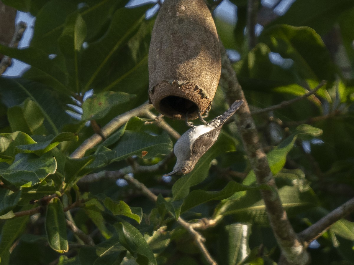 Tooth-billed Wren - ML488408181