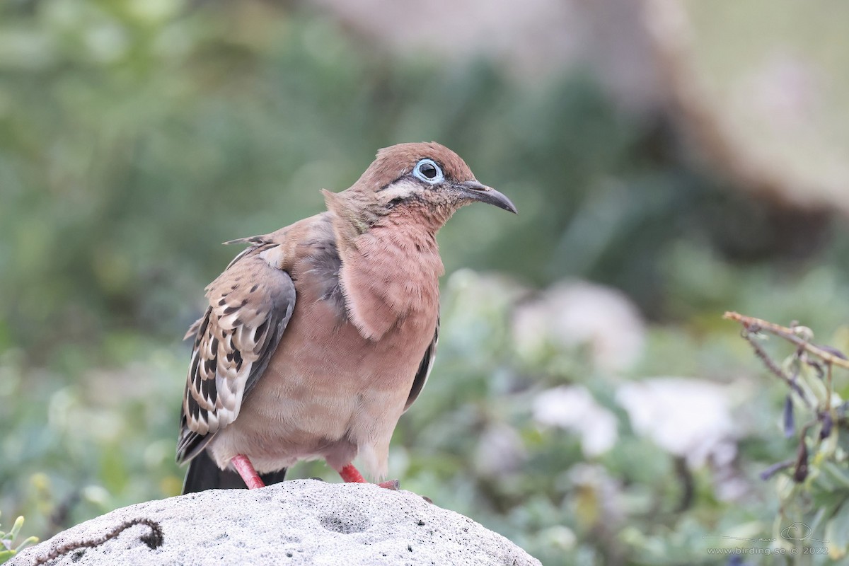 Galapagos Dove - Lasse Olsson