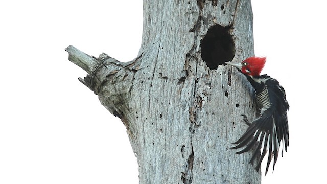 Crimson-crested Woodpecker - ML488409