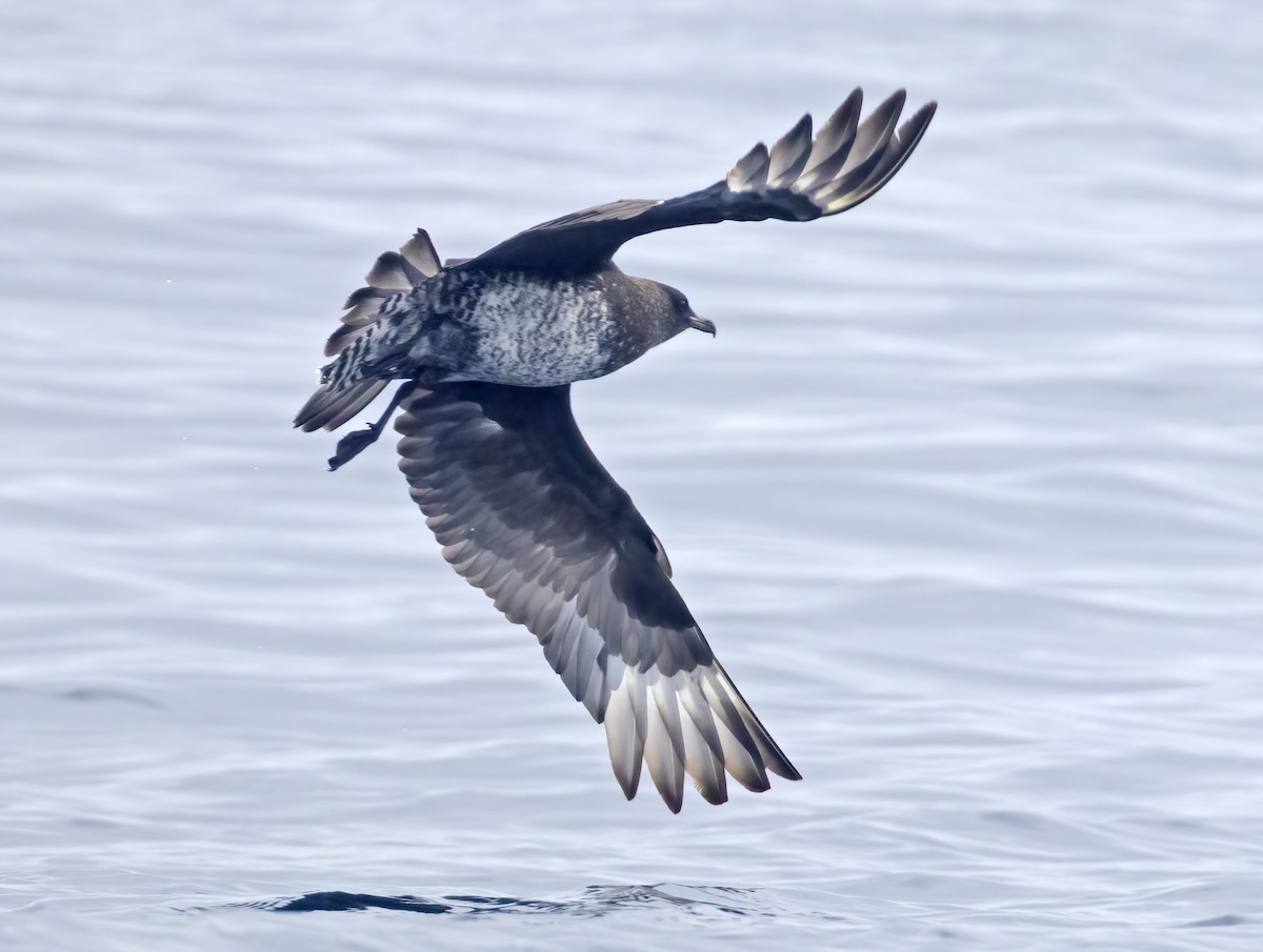 Pomarine Jaeger - Mark Chappell