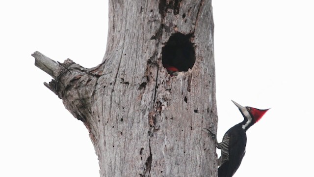 Crimson-crested Woodpecker - ML488410