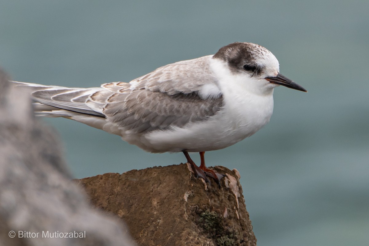 Arctic Tern - ML488411451