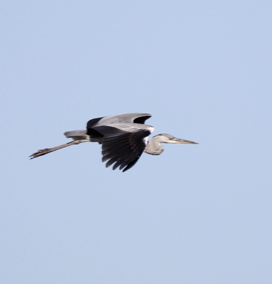 Gray Heron - Canbulat Aydın