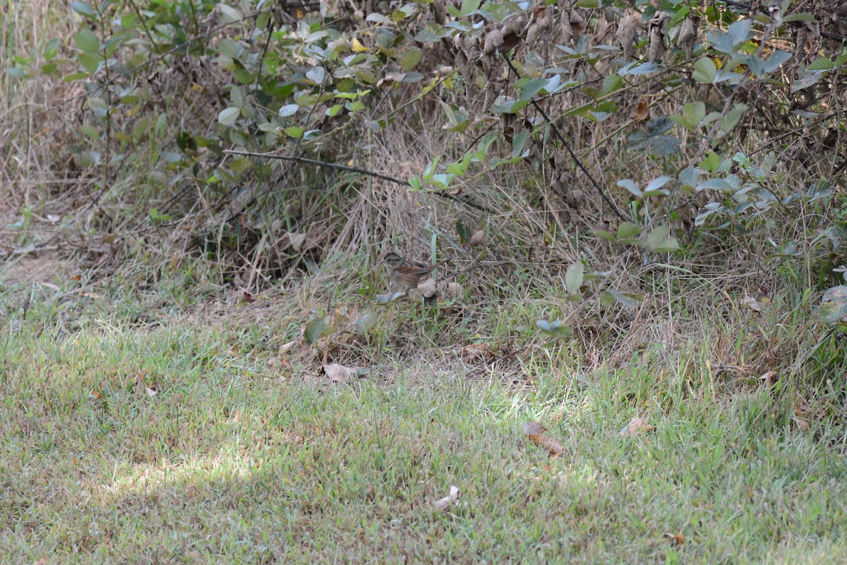 Swamp Sparrow - ML488411661