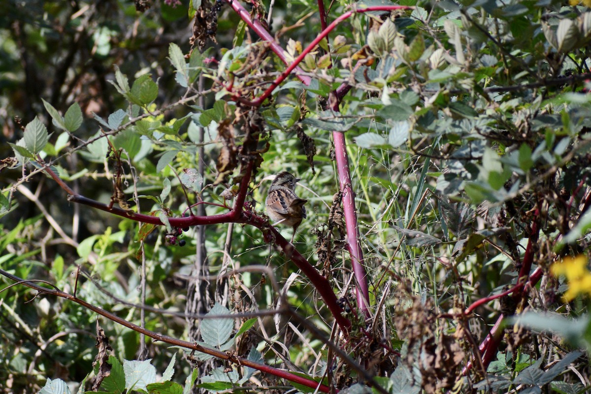 Swamp Sparrow - ML488411671