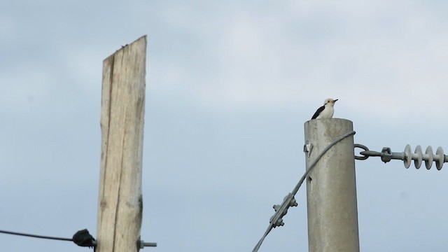 White Woodpecker - ML488412