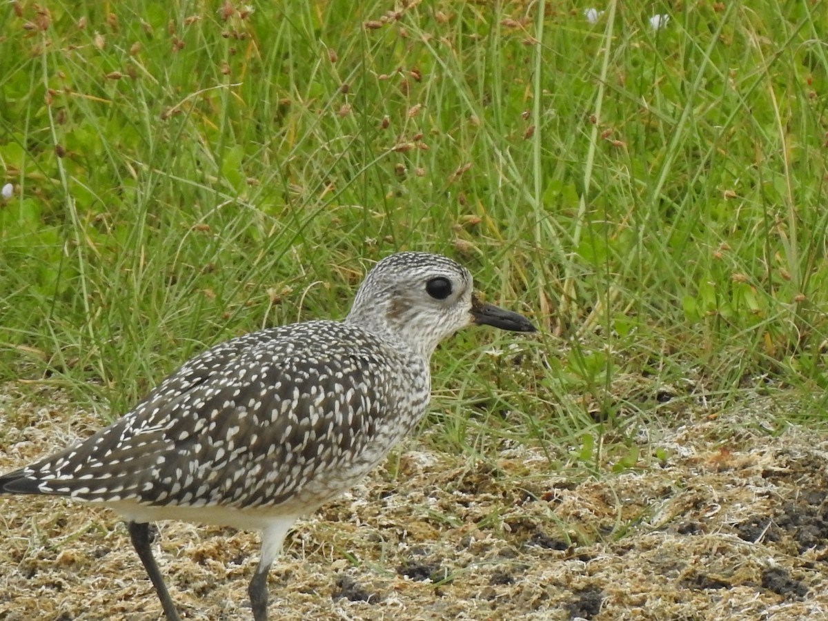 Black-bellied Plover - ML488414291