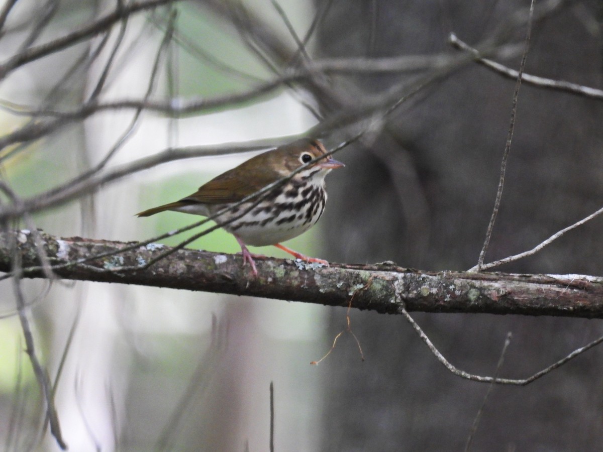 Ovenbird - ML488414451