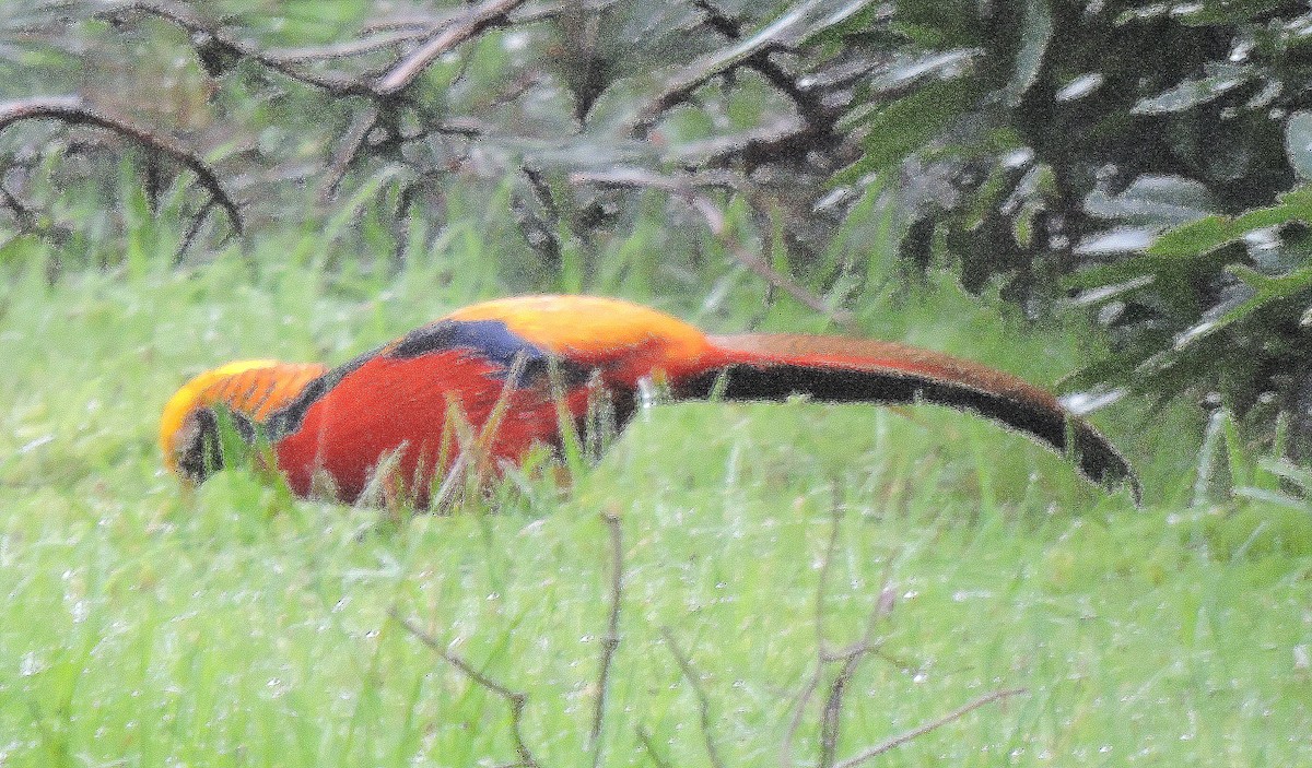 Golden Pheasant - ML488415431