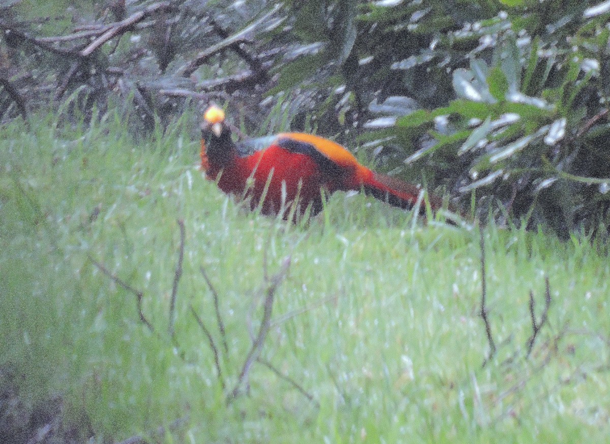 Golden Pheasant - ML488415481