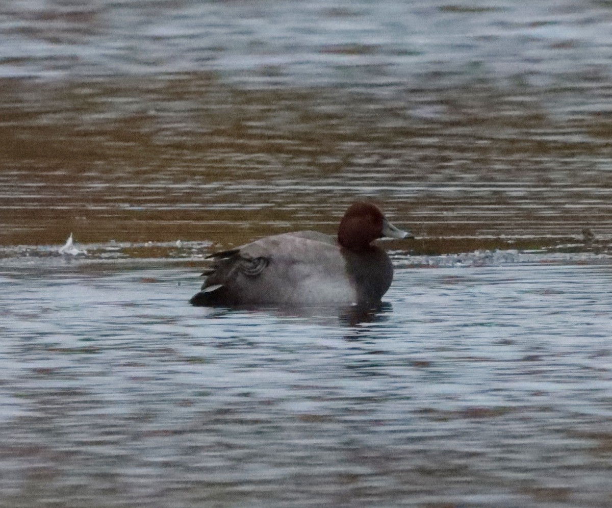 Redhead - ML488415811