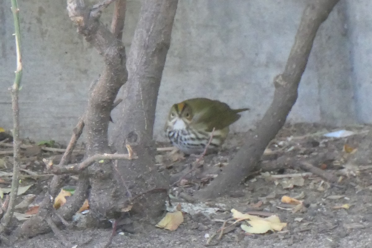 Ovenbird - ML488416581