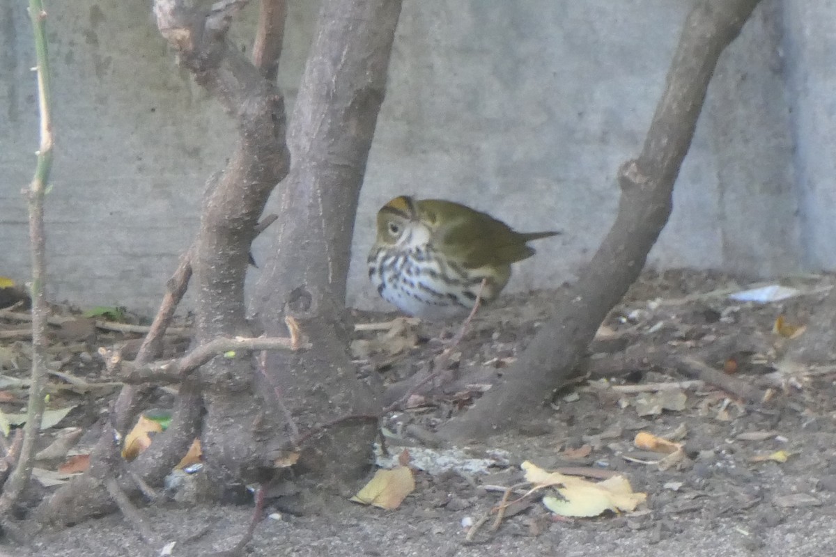 Ovenbird - ML488417201