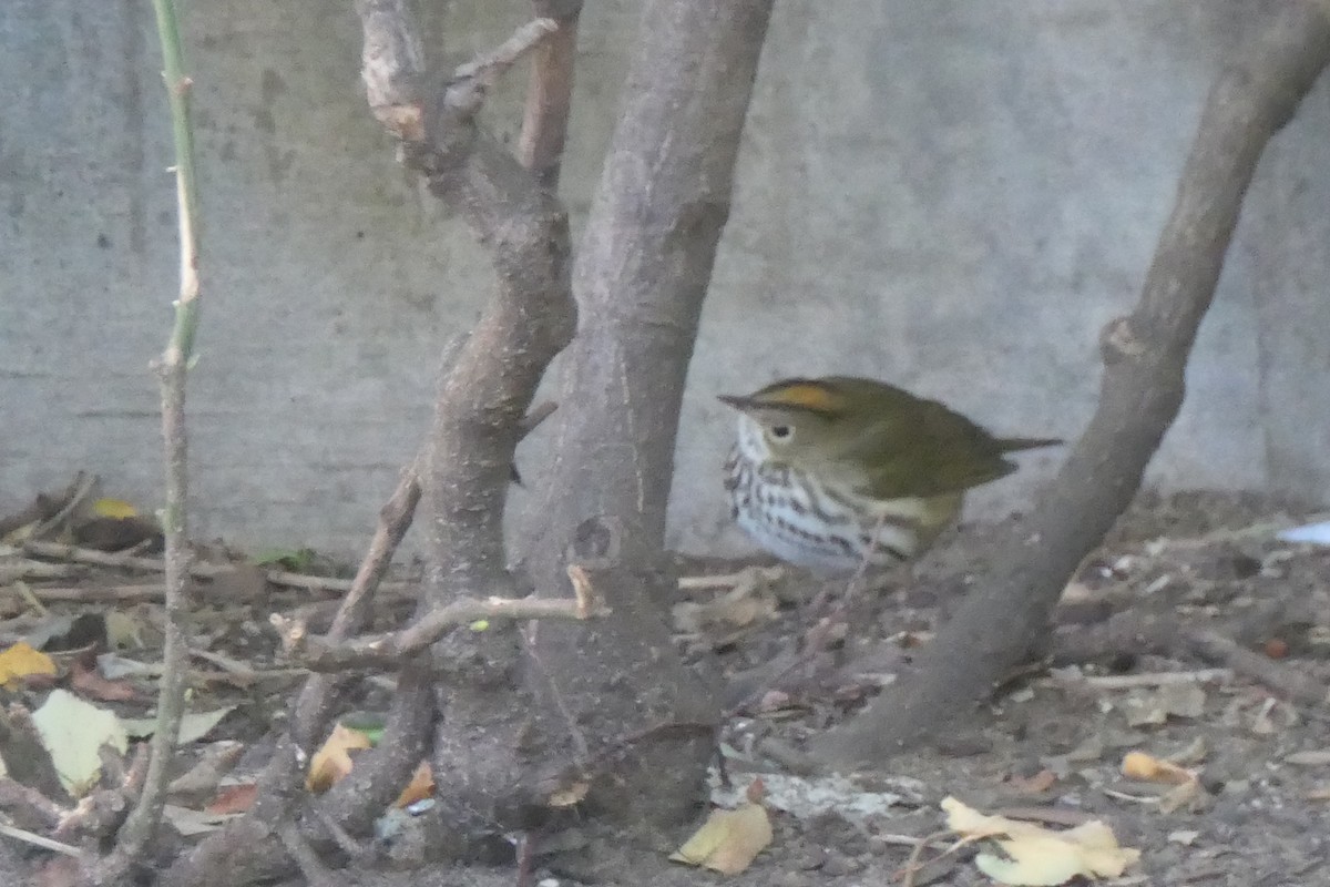 Ovenbird - ML488417211