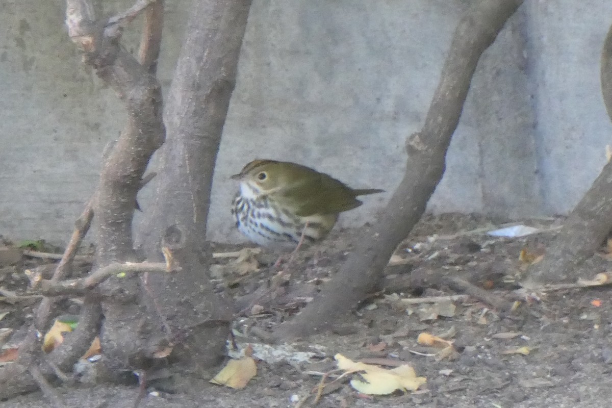 Ovenbird - ML488417221
