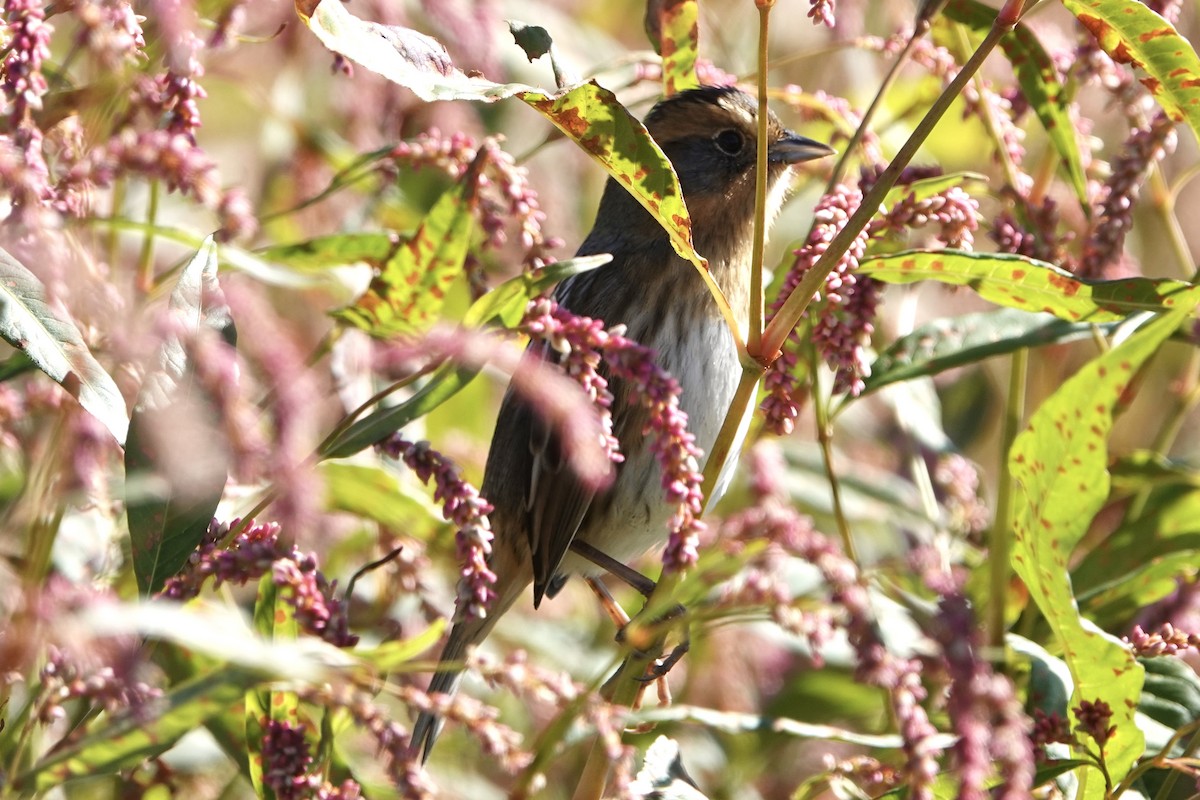 Nelson's Sparrow - ML488417561