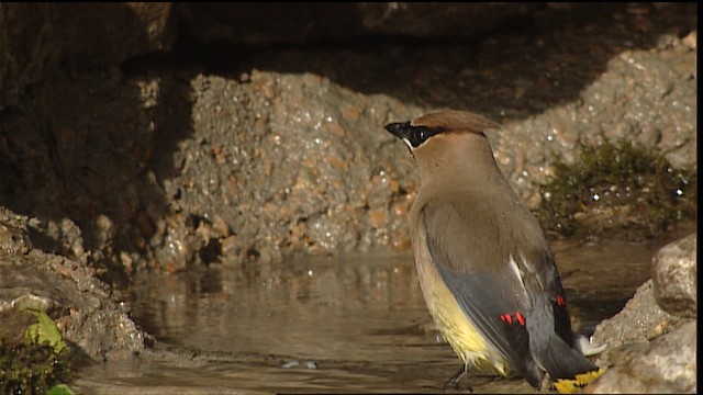 Cedar Waxwing - ML488418