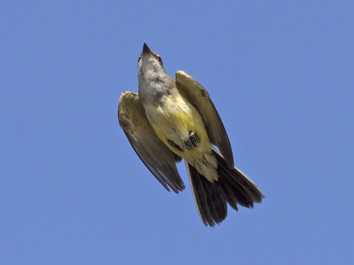 Western Kingbird - ML488418161