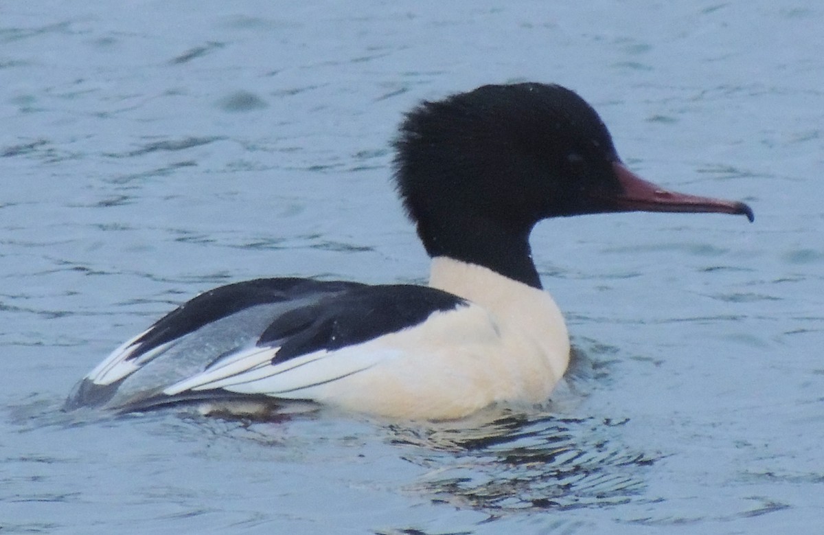 Common Merganser - ML488418511