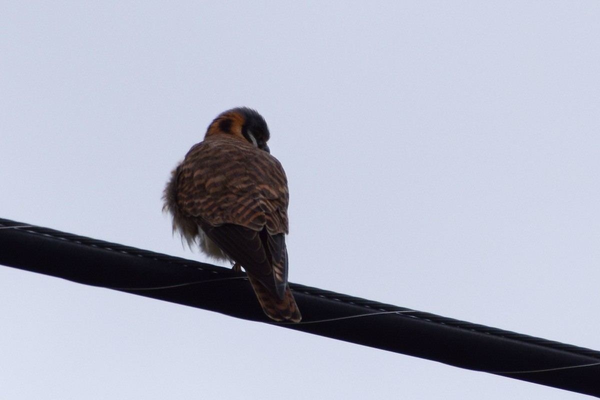 American Kestrel - ML48841881