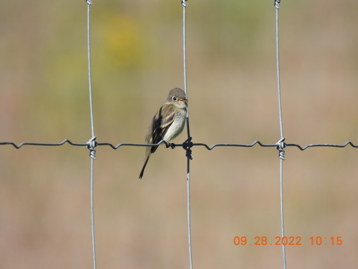 Least Flycatcher - ML488419271