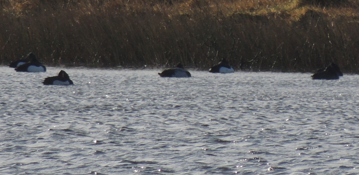 Lesser Scaup - ML488420071