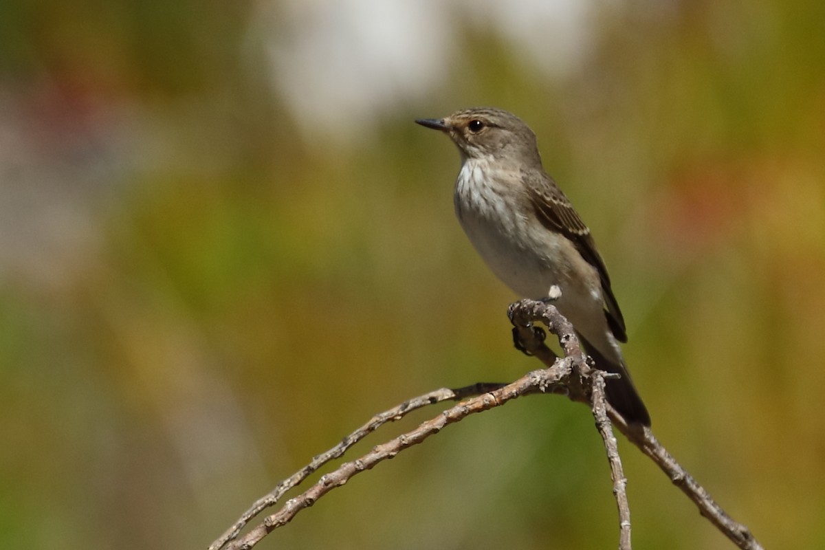 Бөртөт намнаахай - ML488420721