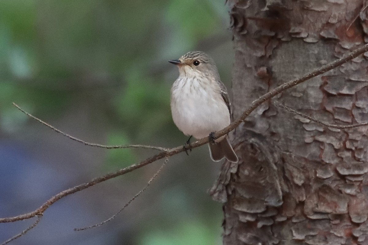 Бөртөт намнаахай - ML488420731