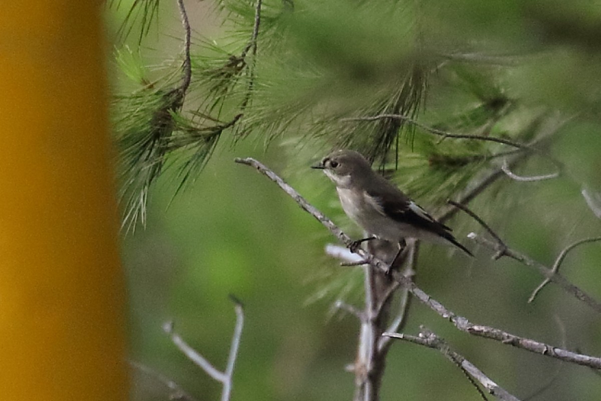 Алаг намнаа - ML488420841