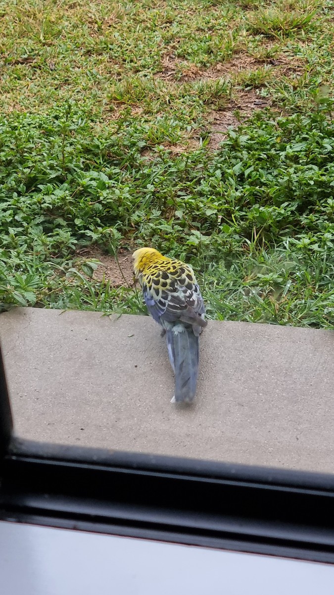 Pale-headed Rosella - ML488421081