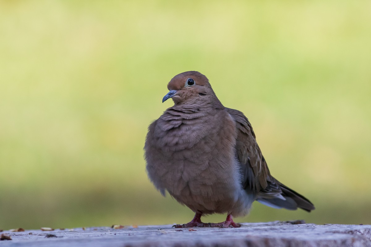 Mourning Dove - ML488421161