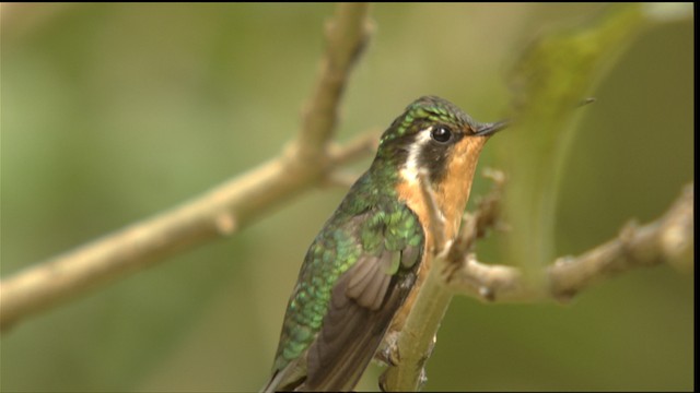 Colibri à gorge pourprée - ML488422